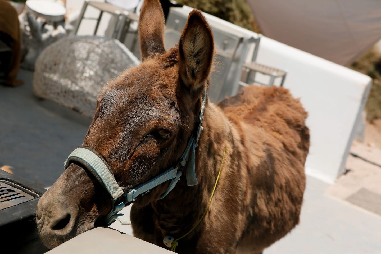 Santorini Donkey